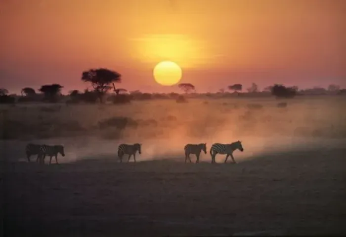 Framed Print : Africa, Kenya, Amboseli NP. Zebra walk to the watering hole as the sun sets in Amboseli Framed Print : Africa, Kenya, Amboseli NP. Zebra walk to the watering hole as the sun sets in Amboseli