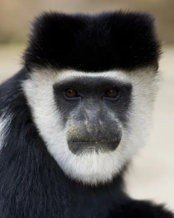Framed Print : Africa. Kenya. A Black-and-White Colobus Monkey at Elsamere, the estate of the late Framed Print : Africa. Kenya. A Black-and-White Colobus Monkey at Elsamere, the estate of the late