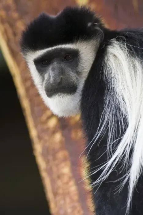Framed Print : Africa. Kenya. A Black-and-White Colobus Monkey at Elsamere, the estate of the late