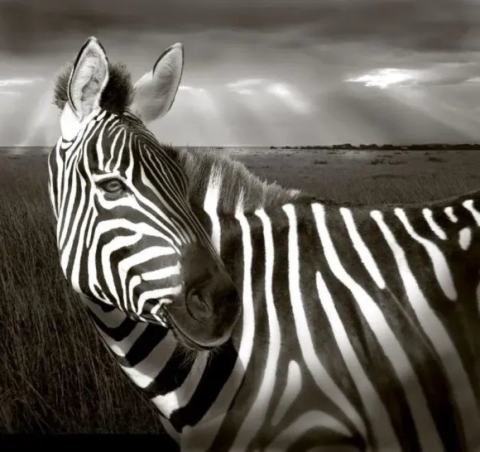 Framed Print : Africa, Kenya. Black & white of zebra and plain. (Digital Manipulation) Credit as