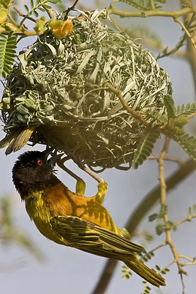 Africa, Kenya. Brown-capped weaver bird building nest