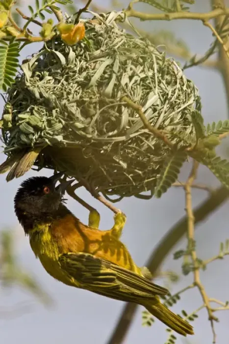 Framed Print : Africa, Kenya. Brown-capped weaver bird building nest Framed Print : Africa, Kenya. Brown-capped weaver bird building nest
