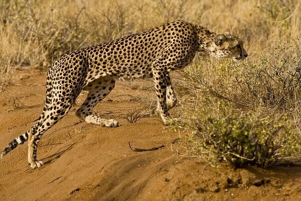 Africa. Kenya. Cheetah hunting at Samburu NP