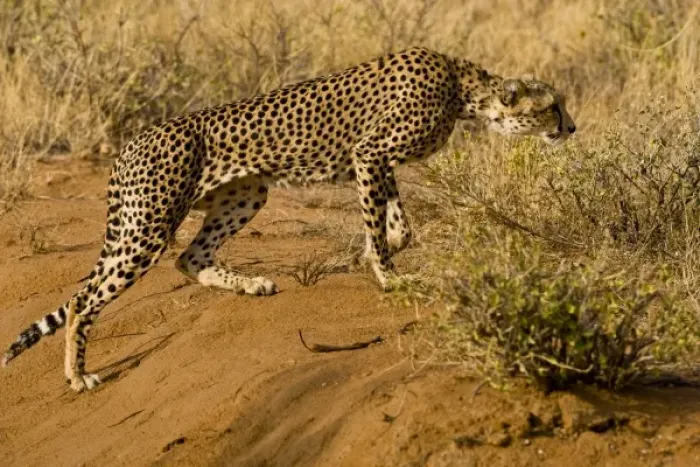 Framed Print : Africa. Kenya. Cheetah hunting at Samburu NP Framed Print : Africa. Kenya. Cheetah hunting at Samburu NP