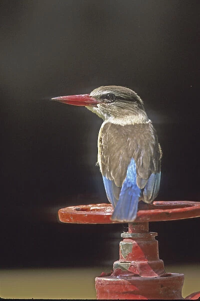 Africa, Kenya. Close-up of brown-headed kingfisher sitting on valve wheel. Credit as