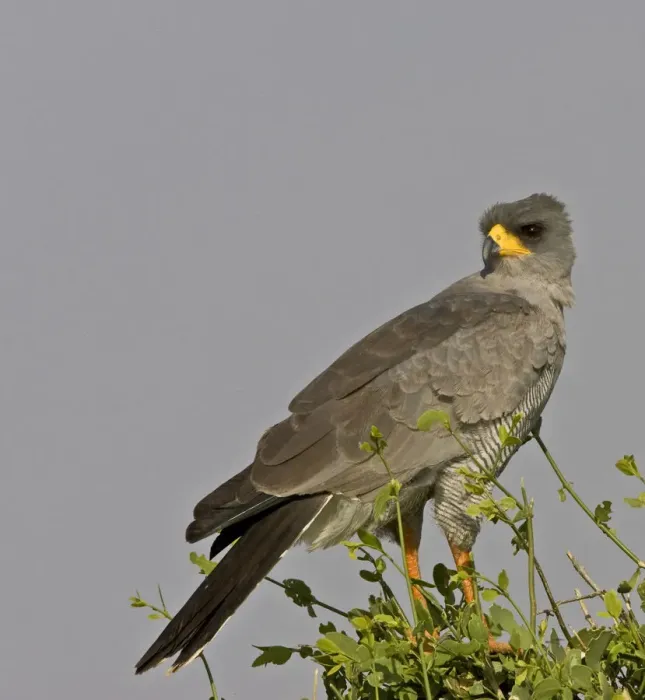 Framed Print : Africa, Kenya. Close-up of Chanting Goshawk on bush