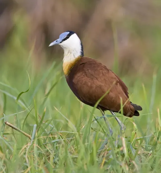 Framed Print : Africa, Kenya. Close-up of jacana bird in grass