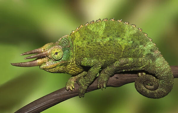 Africa, Kenya. Close-up of Jacksons chameleon on limb