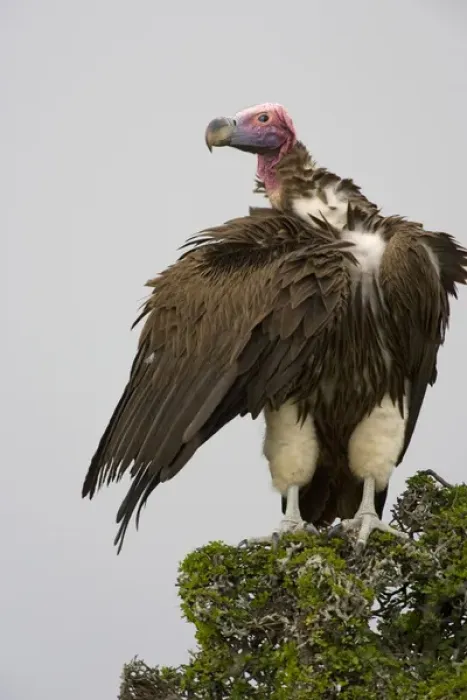 Framed Print : Africa, Kenya. Close-up of lappet-faced vulture standing on treetop Framed Print : Africa, Kenya. Close-up of lappet-faced vulture standing on treetop