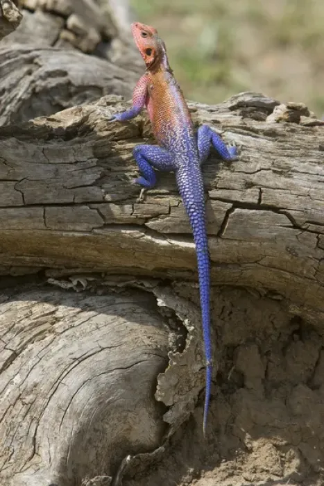 Framed Print : Africa, Kenya. Colorful African lizard on log Framed Print : Africa, Kenya. Colorful African lizard on log