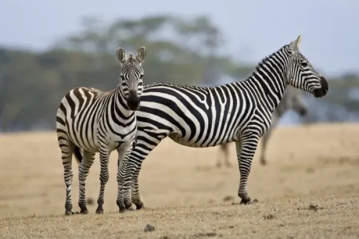 Framed Print : Africa. Kenya. Common or Burchells Zebras at Crescent Island, Lake Naivasha Framed Print : Africa. Kenya. Common or Burchells Zebras at Crescent Island, Lake Naivasha