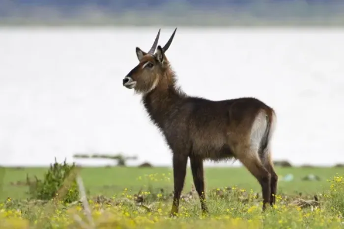 Framed Print : Africa. Kenya. Defassa Waterbuck at Lake Naivasha