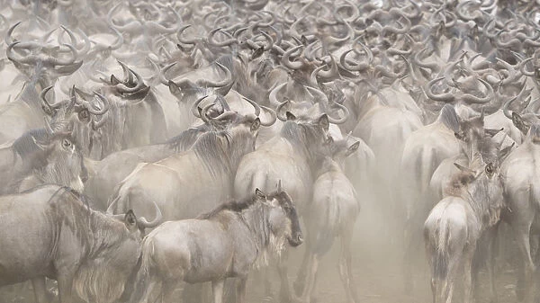 Africa, Kenya. Dusty wildebeest herd. Credit as: Bill Young  /  Jaynes Gallery  /  DanitaDelimont