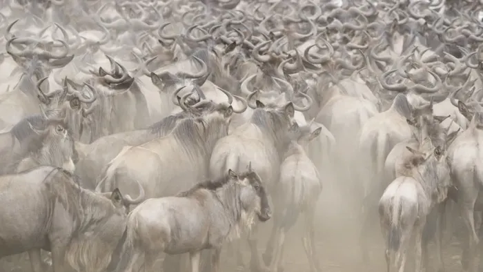 Framed Print : Africa, Kenya. Dusty wildebeest herd. Credit as: Bill Young / Jaynes Gallery / DanitaDelimont Framed Print : Africa, Kenya. Dusty wildebeest herd. Credit as: Bill Young / Jaynes Gallery / DanitaDelimont
