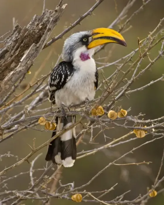 Framed Print : Africa. Kenya. Eastern Yellow-billed Hornbill at Samburu NP
