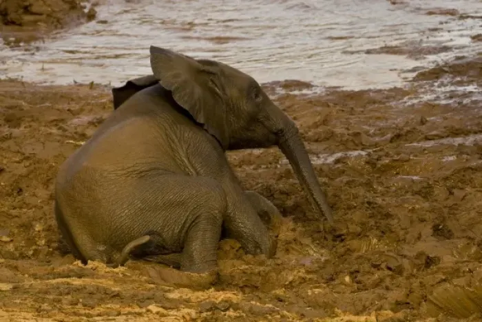 Framed Print : Africa. Kenya. Elephant baby after bathing in the Uaso Nyiro River at Samburu NP