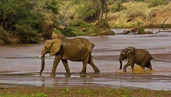 Africa. Kenya. Elephant female with juvenile after mud bath at Samburu NP
