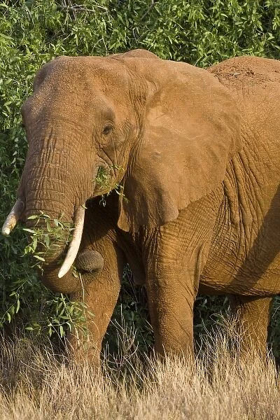 Africa. Kenya. Elephant at Samburu NP