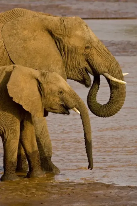 Framed Print : Africa. Kenya. Elephants bathe and drink in the Uaso Nyiro River at Samburu NP Framed Print : Africa. Kenya. Elephants bathe and drink in the Uaso Nyiro River at Samburu NP