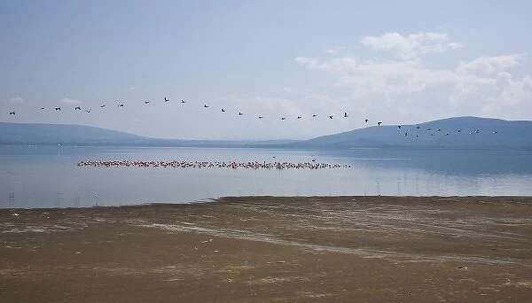 Africa. Kenya. A flight of White Pelicans lines the sky over a flock of Lesser Flamingos