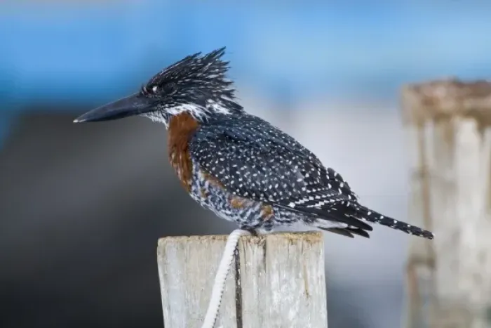 Framed Print : Africa. Kenya. Giant Kingfisher at Lake Naivasha