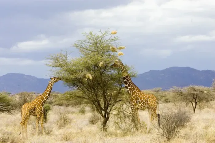 Framed Print : Africa, Kenya. Two giraffes eat leaves off tree Framed Print : Africa, Kenya. Two giraffes eat leaves off tree