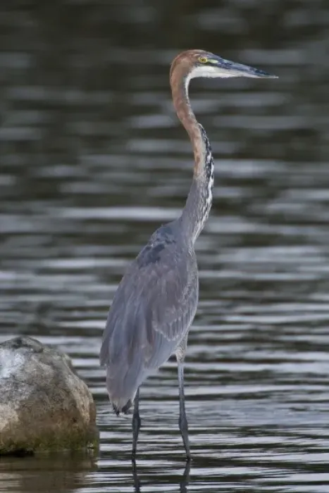 Framed Print : Africa. Kenya. Goliath Heron at Lake Naivasha Framed Print : Africa. Kenya. Goliath Heron at Lake Naivasha