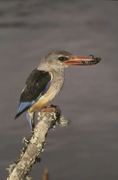 Africa, Kenya. Grey-hooded kingfisher on limb with insect in beak