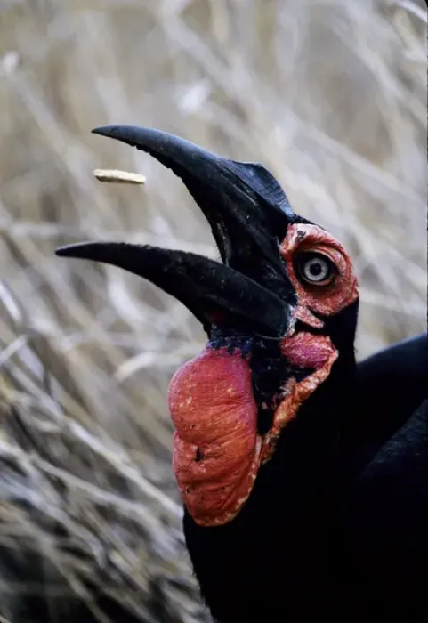 Framed Print : Africa, Kenya. Ground hornbill eats a morsel