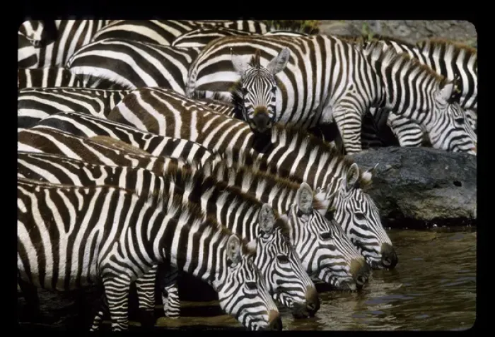 Framed Print : Africa, Kenya. Herd of zebras drinking. Credit as: Joanne Williams / Jaynes Gallery Framed Print : Africa, Kenya. Herd of zebras drinking. Credit as: Joanne Williams / Jaynes Gallery