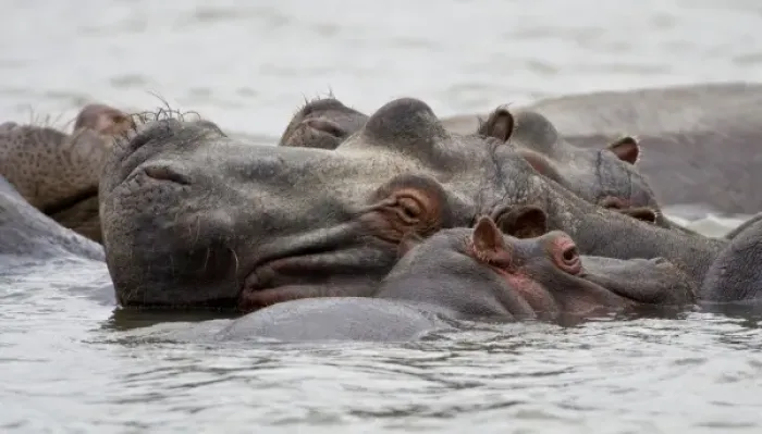 Framed Print : Africa. Kenya. Hippos at Lake Naivasha Framed Print : Africa. Kenya. Hippos at Lake Naivasha