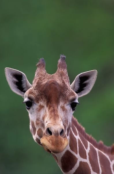 Africa, Kenya, Impala Ranch. Reticulated Giraffe