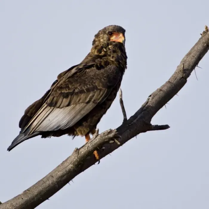 Framed Print : Africa. Kenya. Juvenile Bateleur Eagle at Samburu NP Framed Print : Africa. Kenya. Juvenile Bateleur Eagle at Samburu NP