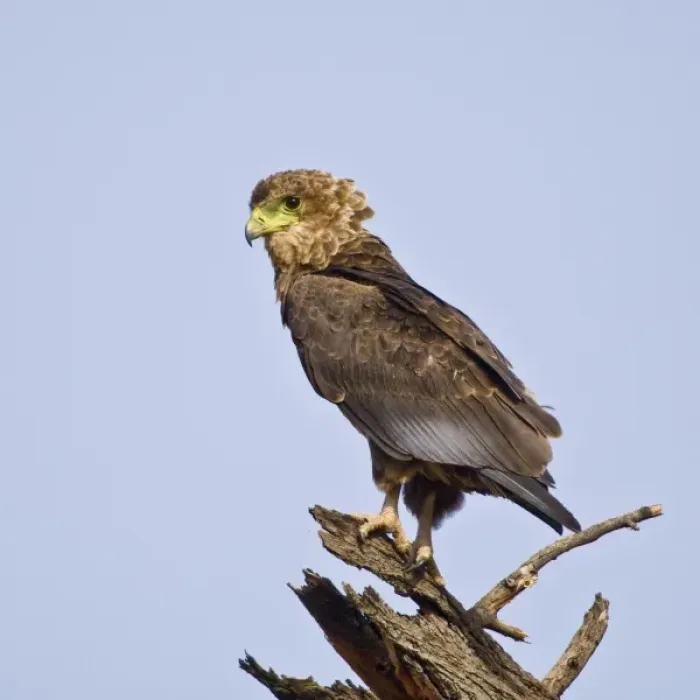 Framed Print : Africa. Kenya. Juvenile Bateleur Eagle at Samburu NP Framed Print : Africa. Kenya. Juvenile Bateleur Eagle at Samburu NP