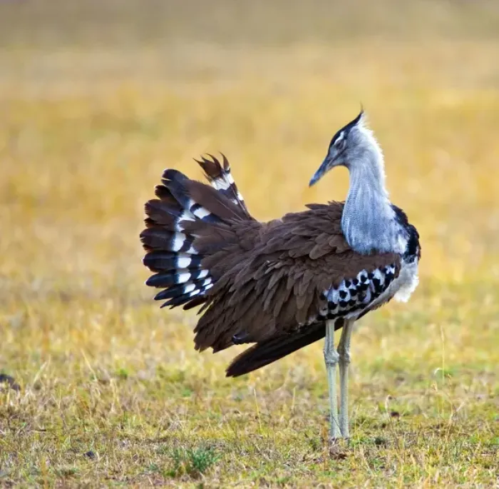 Framed Print : Africa, Kenya. Kori bustard bird standing in a field Framed Print : Africa, Kenya. Kori bustard bird standing in a field