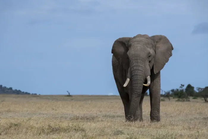 Framed Print : Africa, Kenya, Laikipia Plateau, Ol Pejeta Conservancy. Lone bull African elephant Framed Print : Africa, Kenya, Laikipia Plateau, Ol Pejeta Conservancy. Lone bull African elephant