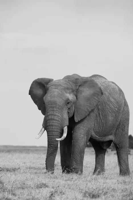 Framed Print : Africa, Kenya, Laikipia Plateau, Ol Pejeta Conservancy. African elephant Framed Print : Africa, Kenya, Laikipia Plateau, Ol Pejeta Conservancy. African elephant