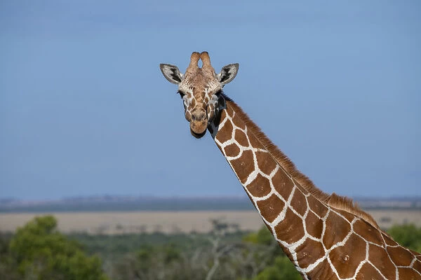 Africa, Kenya, Laikipia Plateau, Ol Pejeta Conservancy. Reticulated giraffe Endangered