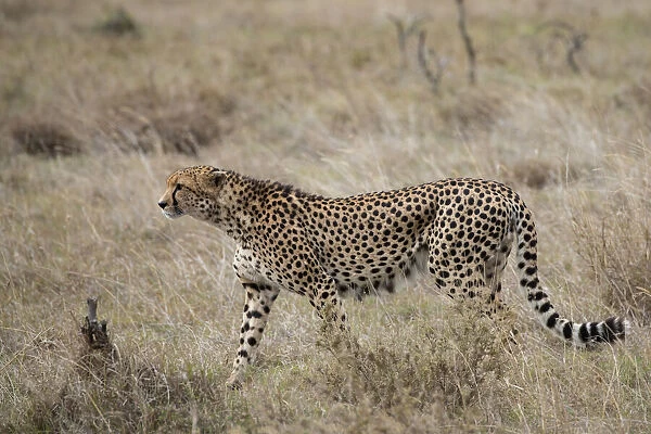 Africa, Kenya, Laikipia Plateau, Ol Pejeta Conservancy. Lone male cheetah