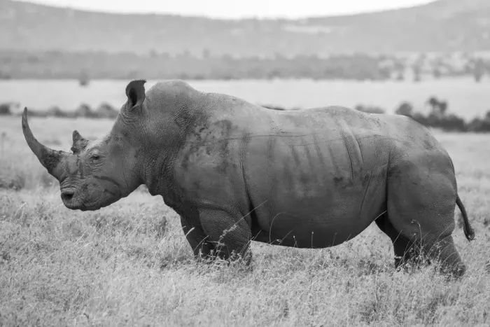 Framed Print : Africa, Kenya, Laikipia Plateau, Ol Pejeta Conservancy. Southern white rhinoceros Framed Print : Africa, Kenya, Laikipia Plateau, Ol Pejeta Conservancy. Southern white rhinoceros