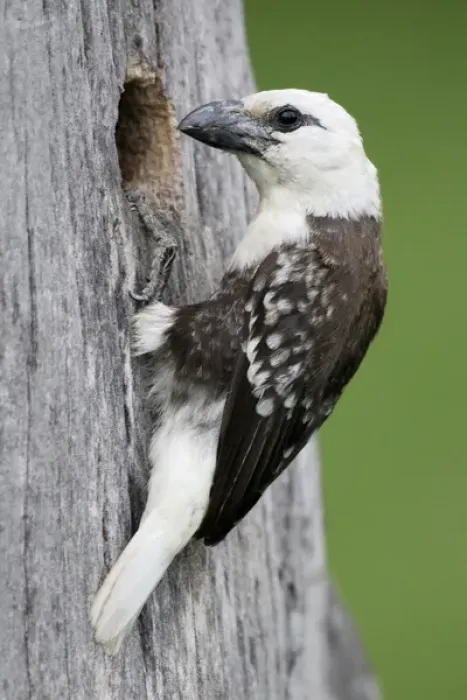 Framed Print : Africa, Kenya, Lake Naivasha. White-headed barbet at hole to nest in tree trunk. Credit as