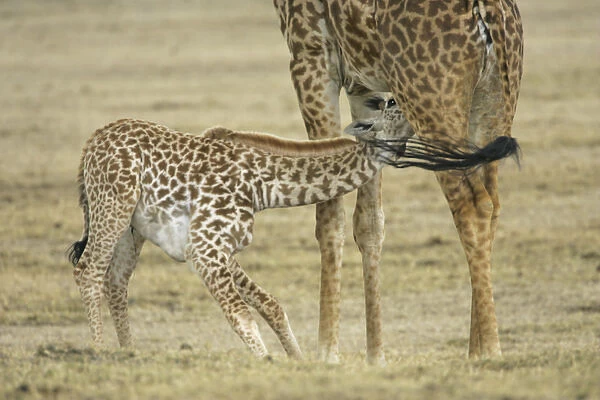 Africa, Kenya, Lake Naivasha. Young giraffe nursing