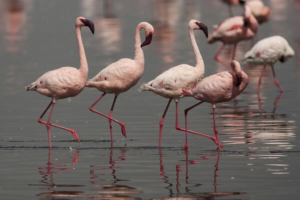 Africa, Kenya, Lake Nakuru National Park, Lesser Flamingos, Phoenicopterus minor