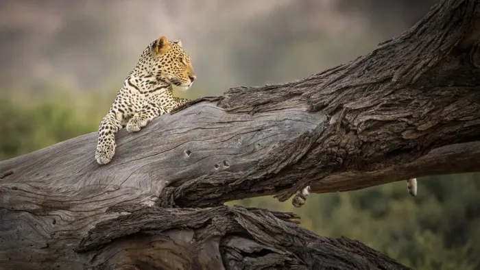 Framed Print : Africa, Kenya. Leopard resting on dead tree