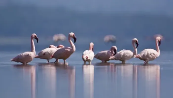 Framed Print : Africa. Kenya. Lesser Flamingo reflections at Lake Nakuru NP Framed Print : Africa. Kenya. Lesser Flamingo reflections at Lake Nakuru NP