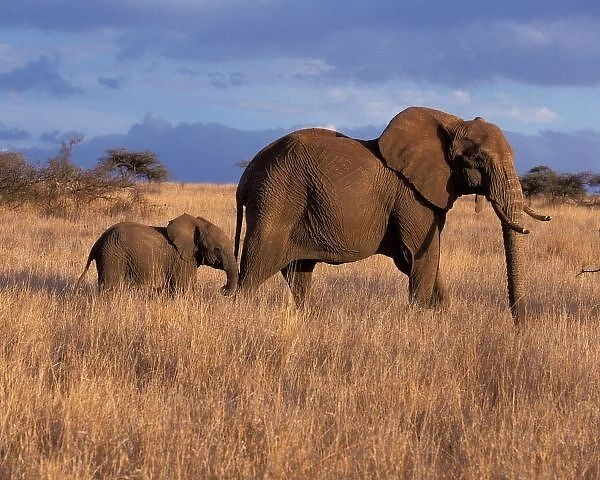 AFRICA, Kenya, Lewa Downs African Elephant - Loxodonta africana