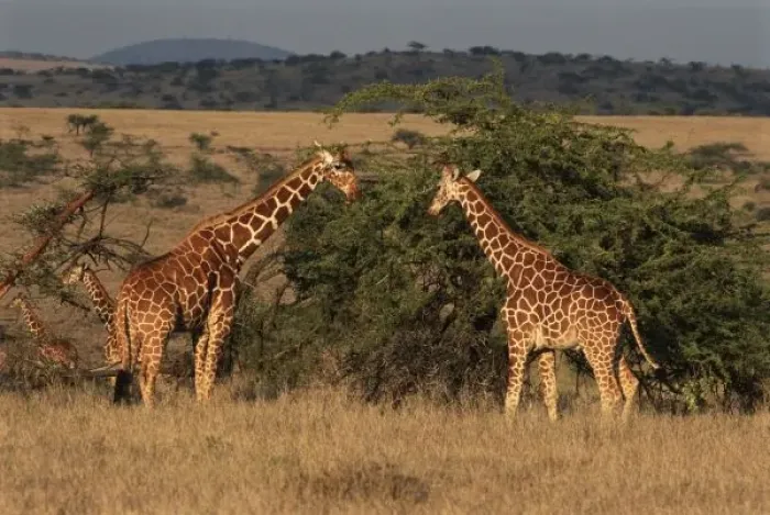 Framed Print : Africa, Kenya, Lewa Downs, Two reticulated giraffes (Giraffa camelopardalis)
