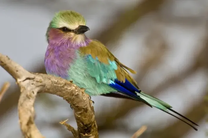 Framed Print : Africa. Kenya. Lilac-breasted Roller at Samburu NP Framed Print : Africa. Kenya. Lilac-breasted Roller at Samburu NP