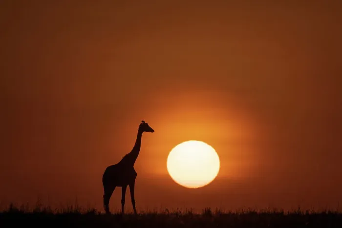 Framed Print : Africa, Kenya, Maasai Mara National Reserve. Silhouette of giraffe at sunset Framed Print : Africa, Kenya, Maasai Mara National Reserve. Silhouette of giraffe at sunset