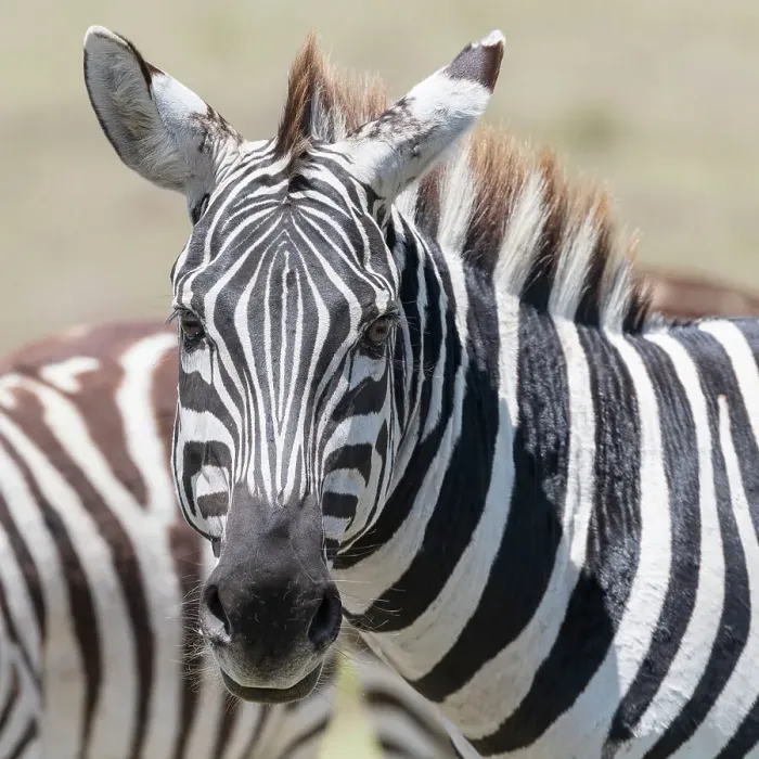 Framed Print : Africa, Kenya, Maasai Mara National Reserve. Close-up of zebra Framed Print : Africa, Kenya, Maasai Mara National Reserve. Close-up of zebra